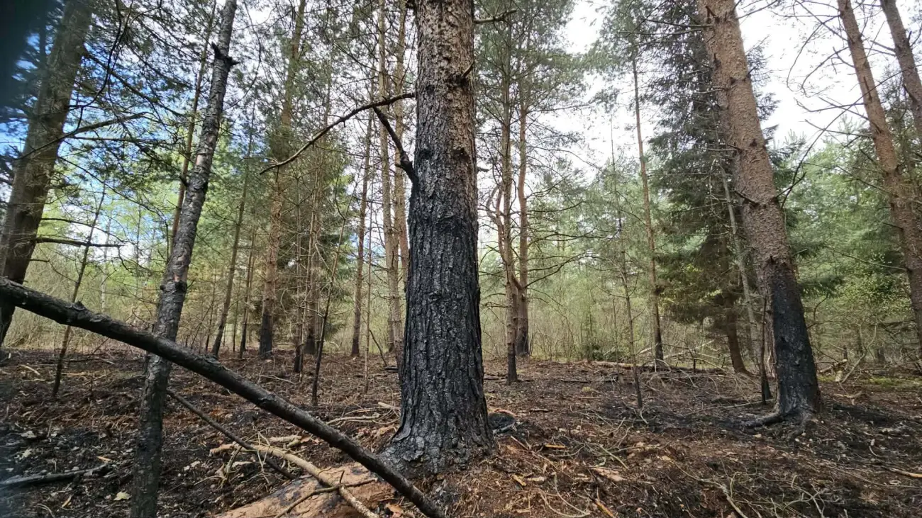 Pożar w lasach pod Czarnym Dunajcem. Gdyby ogień dotarł do torfu, byłoby dramatycznie Pożar w lasach pod Czarnym Dunajcem. Gdyby ogień dotarł do torfu, byłoby dramatycznie