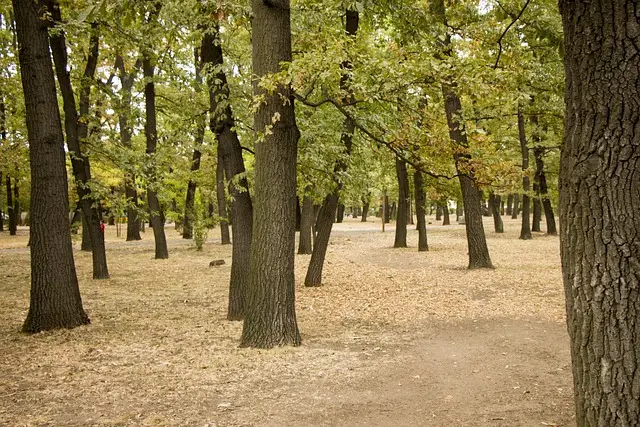 Śledztwo w sprawie tragedii w Parku Zdrojowym w Rabce-Zdroju umorzone
