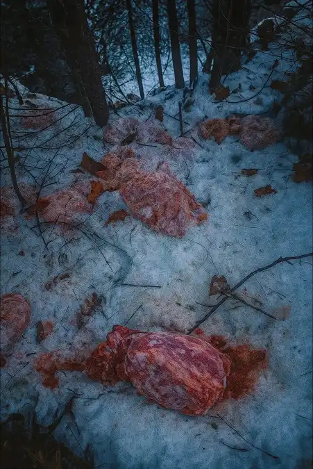 Ktoś wrzucił 130 kg mięsa do potoku w Szczawnicy. Leśnicy biją na alarm, takie coś może wywołać lawinę bardzo groźnych skutków dla środowiska