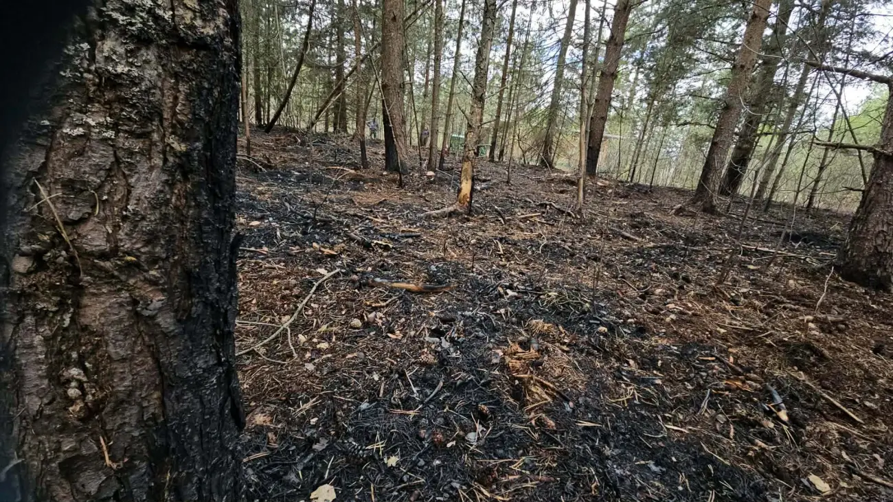 Pożar w lasach pod Czarnym Dunajcem. Gdyby ogień dotarł do torfu, byłoby dramatycznie Pożar w lasach pod Czarnym Dunajcem. Gdyby ogień dotarł do torfu, byłoby dramatycznie
