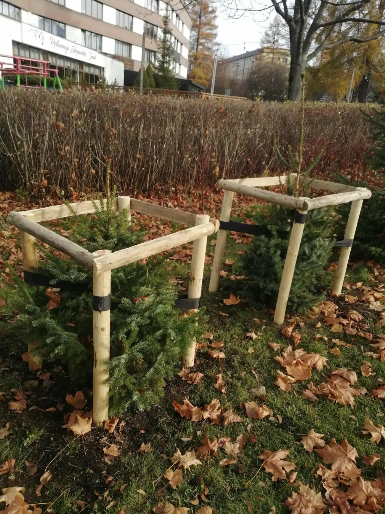 Zakopane stawia na zieleń. Setki nowych drzew i krzewów pojawią się w mieście, pierwsze już posadzone