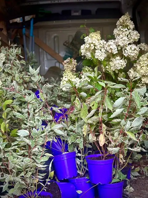 Gmina Poronin stawia na zieleń. Rusza ekologiczny projekt rewitalizacji przestrzeni publicznej