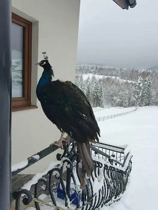 Kto zgubił Pawia? Gmina szuka właściciela ptaka