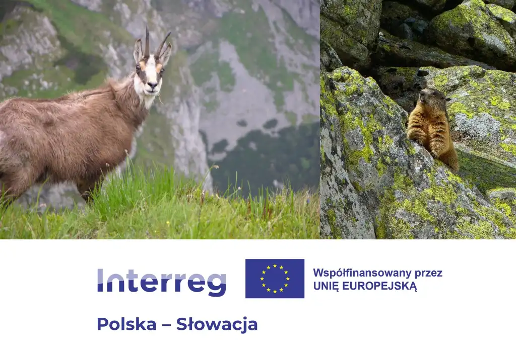 Transgraniczna ochrona Tatr. Nowy projekt dla unikalnych gatunków
