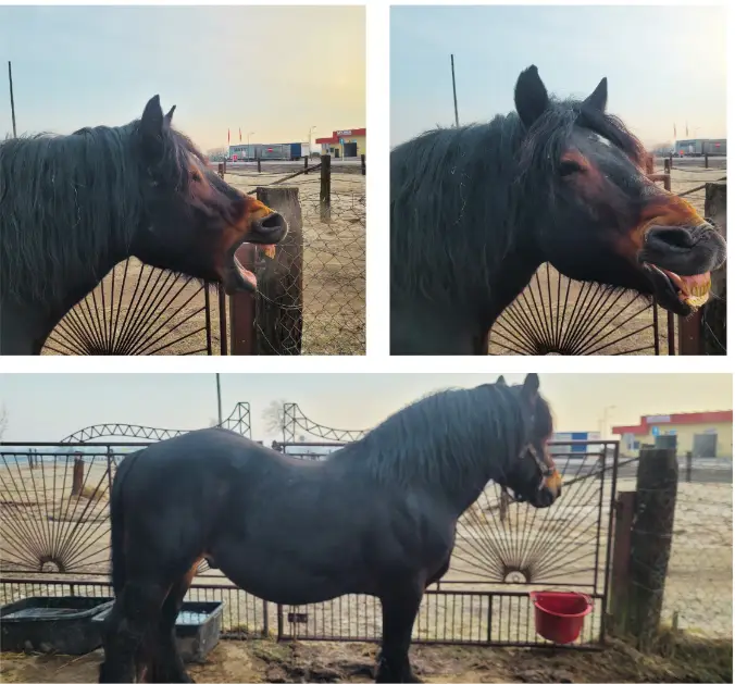 Porzucony koń czeka na dom. Gmina Jabłonka szuka opiekuna dla Srandy
