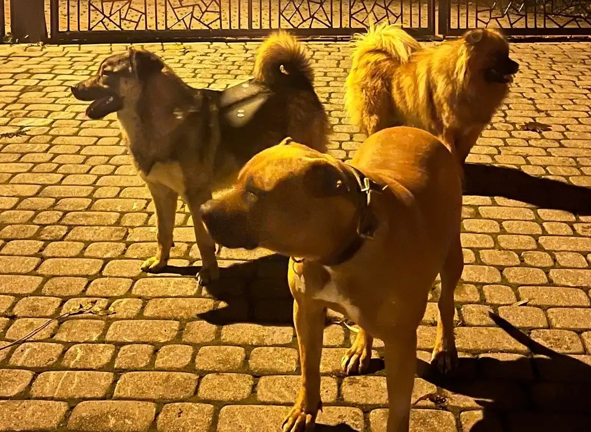 Rdzawka: Psy biegały po wsi i pogryzły innego czworonoga. Na szczęście policja zareagowała błyskawicznie