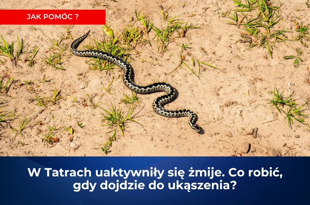 Uwaga na żmije w Tatrach. Lekarze przypominają zasady bezpieczeństwa