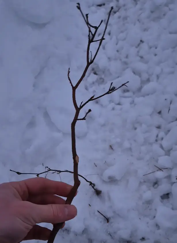 Quad zniszczył młodnik. Bukowa uprawa zdewastowana