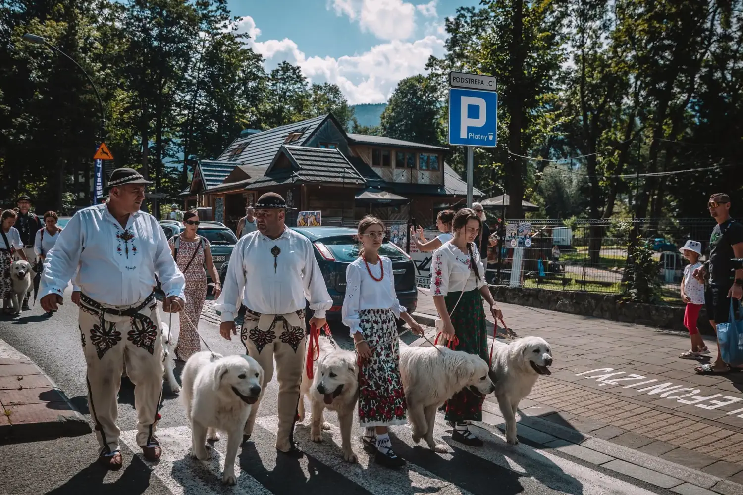 Owczarki podhalańskie w Zakopanem. Wyjątkowa wystawa już 23 sierpnia
