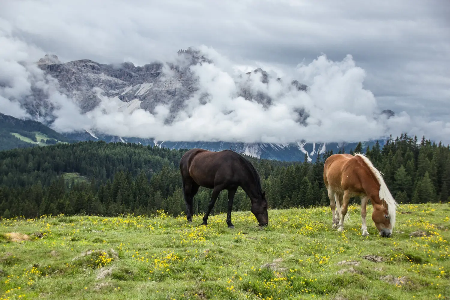 Morskie Oko: 15 sierpnia zaprzęgi konne nie wyjadą na trasę