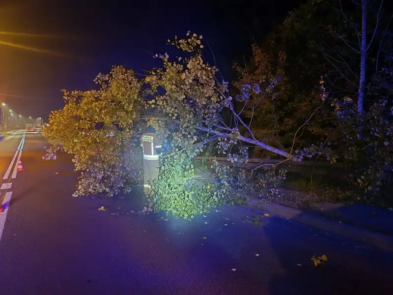 Bobry sparaliżowały DK7, poranny wyjazd strażaków z Jabłonki