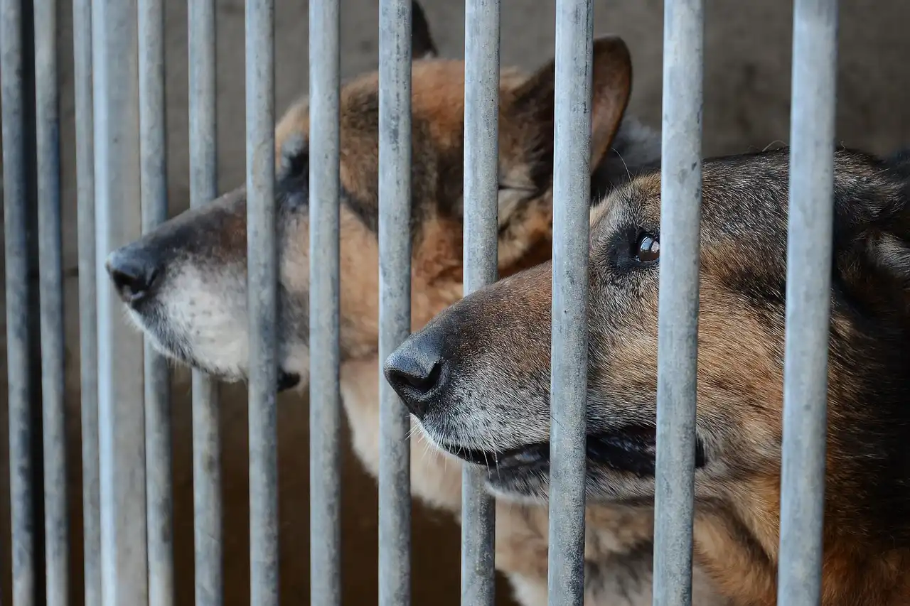 Rabka Zdrój rezygnuje z petard w sylwestra i szykuje obowiązek znakowania czworonogów