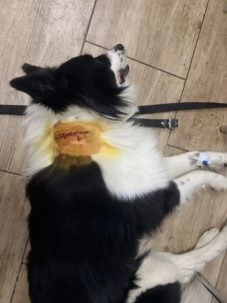 Groźny atak psa w Kościelisku. Gmina apeluje o pomoc