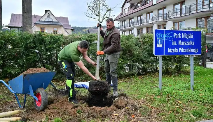 137 nowych drzew w Zakopanem. Miejskie nasadzenia trwają